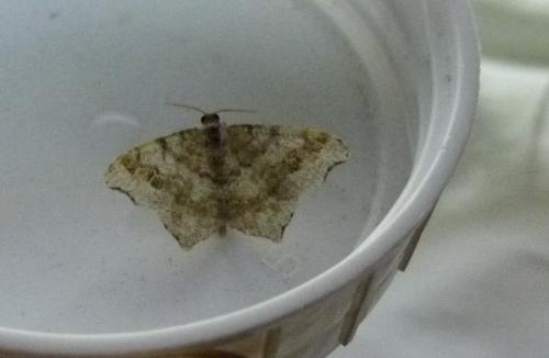Macaria sp.
